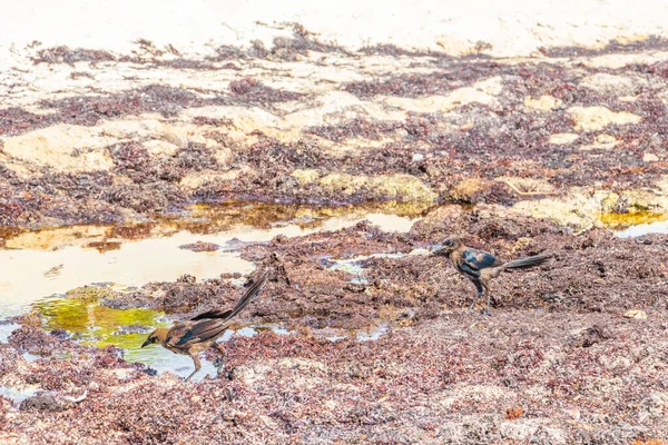 Great Tailed Grackle Quiscalus Mexicanus Male Female Bird Eating Disgusting — Stock Photo, Image