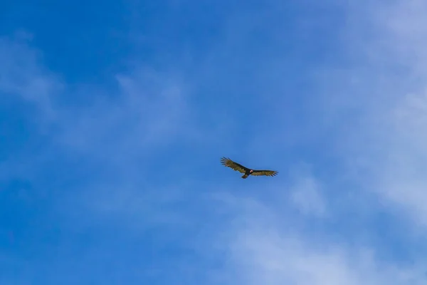 Tropical Black Turkey Vulture Cathartes Aura Aura Flies Lonely Blue — Stok fotoğraf