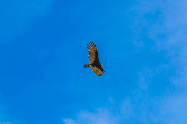 Tropical Black Turkey Vulture Cathartes Aura Aura Flies Lonely Blue — Fotografia de Stock