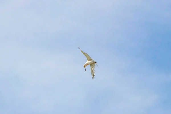 Flying Seagull Bird Blue Sky Background Clouds Playa Del Carmen —  Fotos de Stock