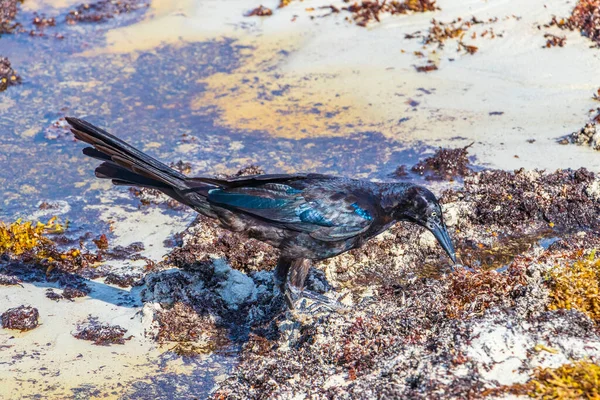 Great Tailed Grackle Quiscalus Mexicanus Male Female Bird Eating Disgusting — стоковое фото