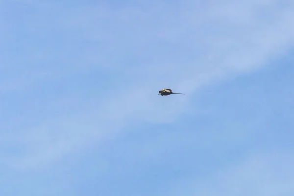Fregat Bird Birds Flock Flying Blue Sky Clouds Background Playa — 스톡 사진