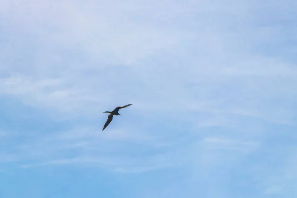 Fregat Bird Birds Flock Flying Blue Sky Clouds Background Playa — Φωτογραφία Αρχείου