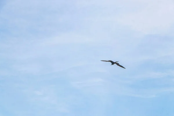 Fregat Bird Birds Flock Flying Blue Sky Clouds Background Playa — Fotografia de Stock