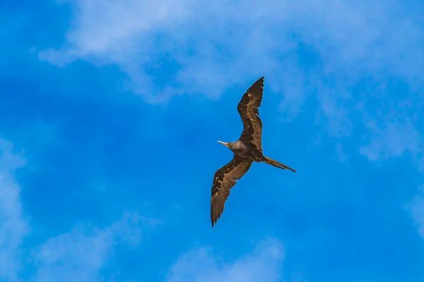 Fregat bird birds flock are flying around with blue sky clouds background in Playa del Carmen Quintana Roo Mexico.
