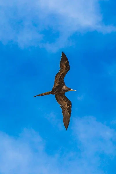 Fregat bird birds flock are flying around with blue sky clouds background in Playa del Carmen Quintana Roo Mexico.