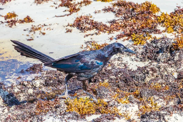 Great Tailed Grackle Quiscalus Mexicanus Male Female Bird Eating Disgusting — стоковое фото