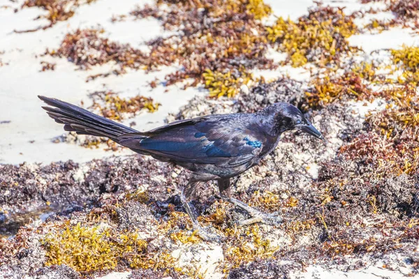 Great Tailed Grackle Quiscalus Mexicanus Male Female Bird Eating Disgusting — стоковое фото