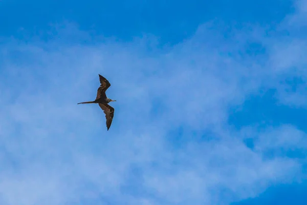 Fregat Bird Birds Flock Flying Blue Sky Clouds Background Playa — Foto Stock