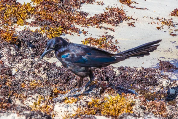 Great Tailed Grackle Quiscalus Mexicanus Male Female Bird Eating Disgusting — Stockfoto