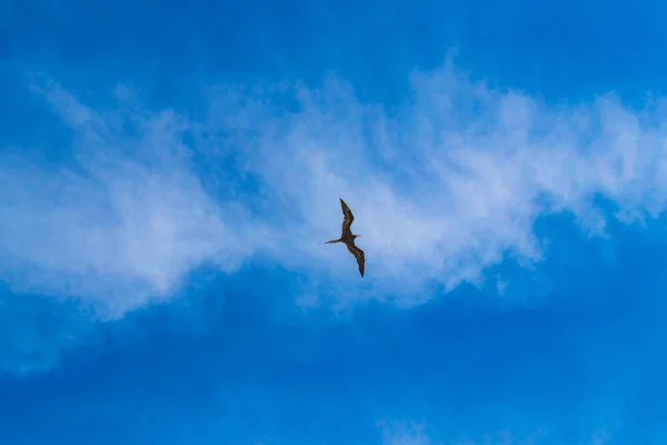 Fregat Bird Birds Flock Flying Blue Sky Clouds Background Playa — Foto Stock