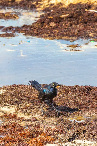 Great Tailed Grackle Quiscalus Mexicanus Male Female Bird Eating Disgusting — Foto de Stock