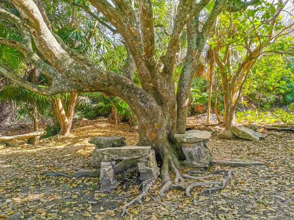 Tropical Natural Jungle Forest Palm Trees Ancient Tulum Ruins Mayan — Foto de Stock