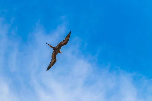 Fregat Bird Birds Flock Flying Blue Sky Clouds Background Playa — 图库照片