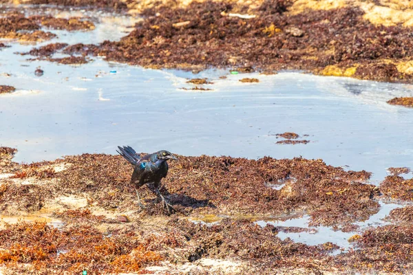 Great Tailed Grackle Quiscalus Mexicanus Male Female Bird Eating Disgusting — Stockfoto