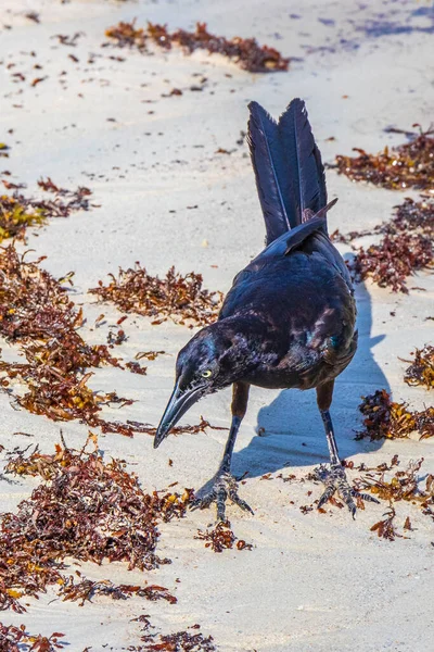 Great Tailed Grackle Quiscalus Mexicanus Male Female Bird Eating Disgusting — Stock Photo, Image