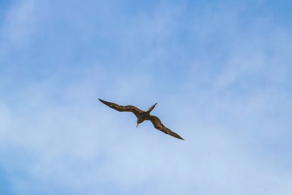 Fregat Bird Birds Flock Flying Blue Sky Clouds Background Playa — Stock Photo, Image