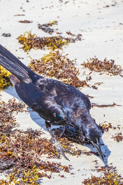 Great Tailed Grackle Quiscalus Mexicanus Male Female Bird Eating Disgusting — стоковое фото