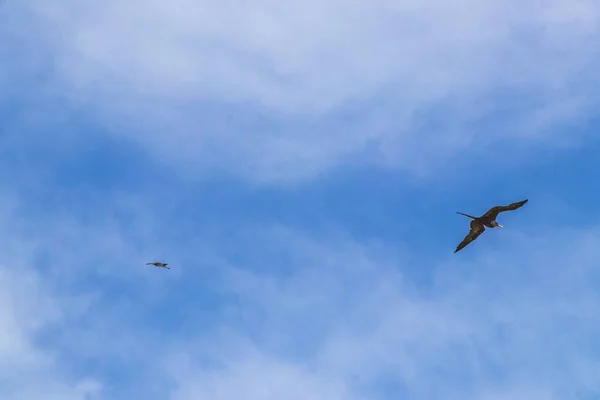 Fregat Bird Birds Flock Flying Blue Sky Clouds Background Playa — Fotografia de Stock