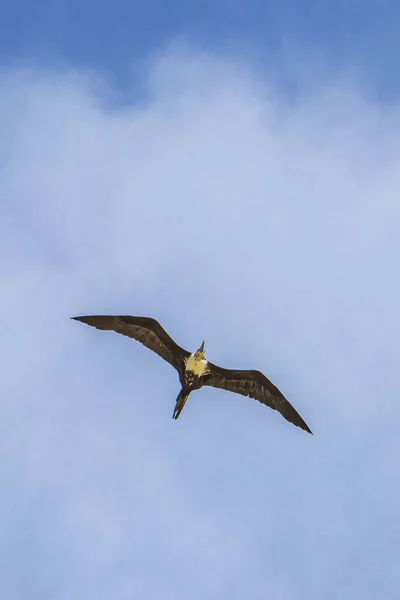 Fregat Bird Birds Flock Flying Blue Sky Clouds Background Playa — стокове фото