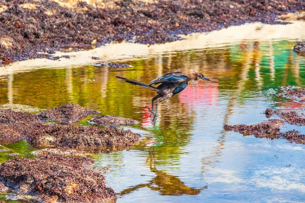 Great Tailed Grackle Quiscalus Mexicanus Male Female Bird Eating Disgusting — Stockfoto