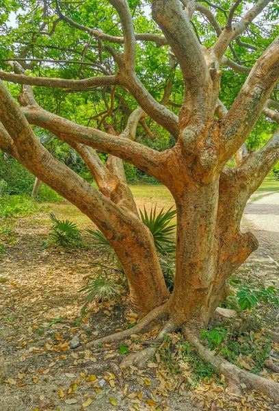 Tropical Natural Jungle Forest Palm Trees Ancient Tulum Ruins Mayan — Fotografia de Stock