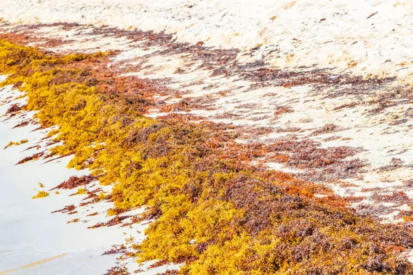 A lot of red very disgusting seaweed sargazo at tropical mexican beach and Punta Esmeralda in Playa del Carmen Mexico.