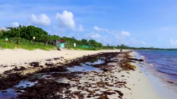 Lot Red Very Disgusting Seaweed Sargazo Tropical Mexican Beach Punta — стоковое видео