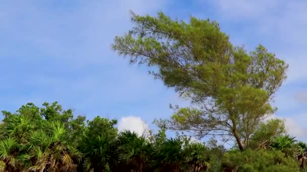 Praia Mexicana Tropical Palmeiras Abetos Selva Natureza Floresta Com Céu — Vídeo de Stock