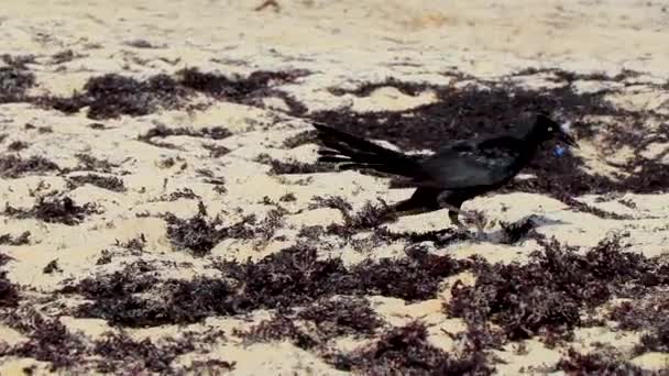 Great Tailed Grackle Quiscalus Mexicanus Male Female Bird Eating Disgusting — стоковое видео