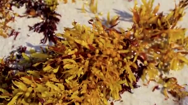 Playa Del Carmen Meksika Daki Tropikal Meksika Plajında Sarı Turuncu — Stok video