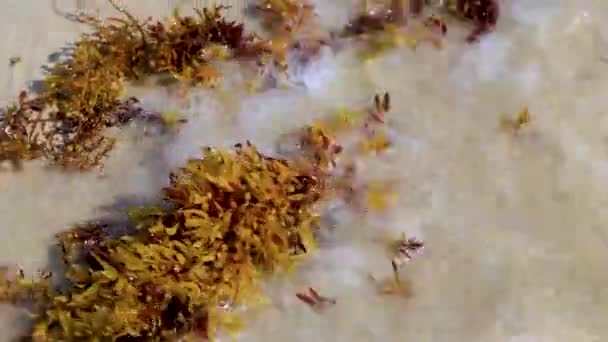 Kuning Merah Rumput Laut Oranye Sargazo Pantai Meksiko Tropis Playa — Stok Video