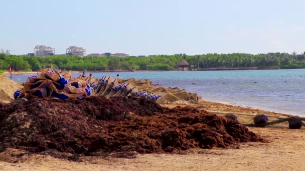 Lot Red Very Disgusting Seaweed Sargazo Tropical Mexican Beach Punta — Stock Video