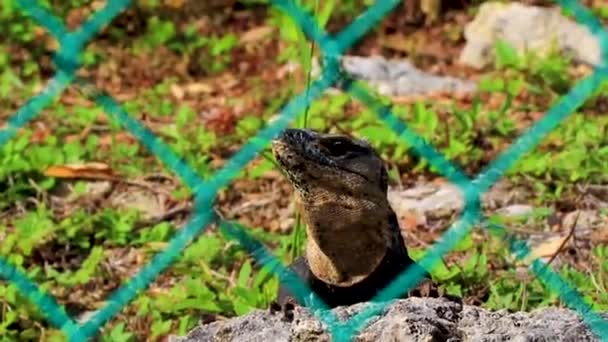 Huge Iguana Gecko Animal Rocks Natural Tropical Jungle Forest Fence — стоковое видео
