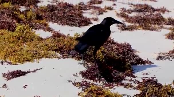 Great Tailed Grackle Quiscalus Mexicanus Male Female Bird Eating Disgusting — Stock video