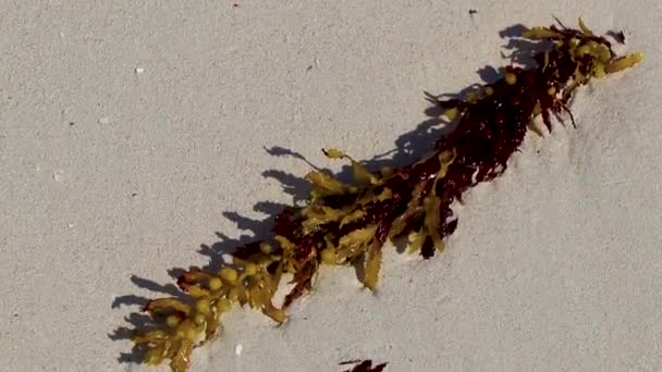 Algas Marinhas Alaranjadas Vermelhas Amarelas Sargazo Praia Mexicana Tropical Playa — Vídeo de Stock