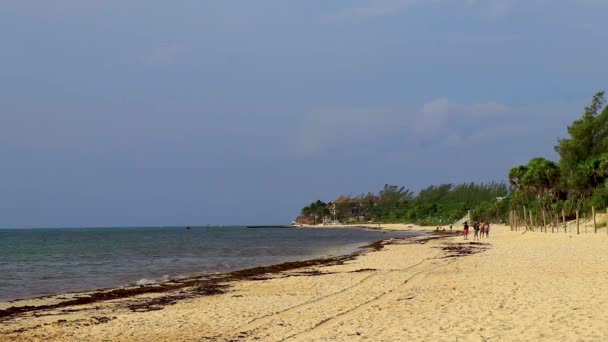 Tropical Mexican Beach Landscape Panorama Clear Turquoise Blue Water Seaweed — Stockvideo