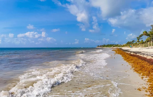 Tropical mexican beach landscape panorama with clear turquoise blue water and seaweed sargazo in Playa del Carmen Mexico.