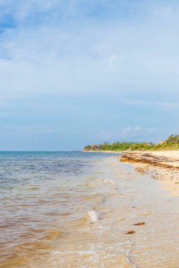 Tropical mexican beach landscape panorama with clear turquoise blue water and seaweed sargazo in Playa del Carmen Mexico.