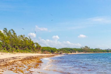 Tropical mexican beach landscape panorama with clear turquoise blue water and seaweed sargazo in Playa del Carmen Mexico.