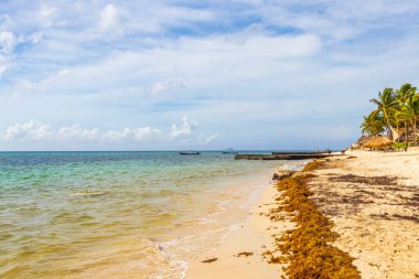 Tropical mexican beach landscape panorama with clear turquoise blue water and seaweed sargazo in Playa del Carmen Mexico.