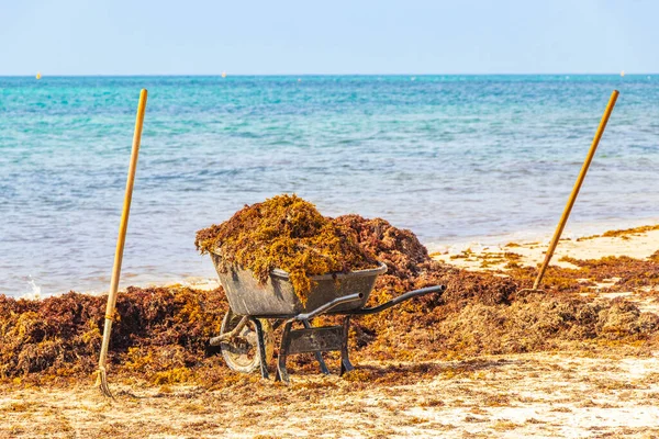 Plajı el arabası yabası ile temizliyorum. Yaprak süpürgesi ve Playa del Carmen Meksika 'daki tropik Meksika plajında bir sürü iğrenç kırmızı yosun sargazosu..