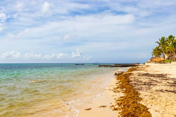 Tropical Mexican Beach Landscape Panorama Clear Turquoise Blue Water Seaweed — Foto de Stock