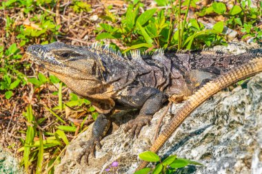 Huge Iguana gecko animal on rocks at the natural tropical jungle and forest behind fence in Playa del Carmen Mexico.