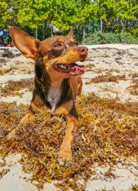 Meksikalı sevimli, sevimli, kahverengi Rus oyuncak teriyer köpeği Playa del Carmen Quintana Roo Meksika 'daki Sargazo Seagrass plajında küçük bir sopayla oynamak istiyor..