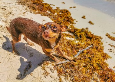 Meksikalı sevimli, sevimli, kahverengi Rus oyuncak teriyer köpeği Playa del Carmen Quintana Roo Meksika 'daki Sargazo Seagrass plajında küçük bir sopayla oynamak istiyor..
