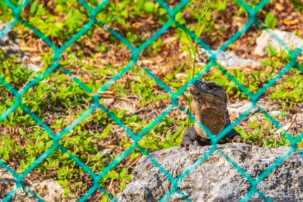 Huge Iguana Gecko Animal Rocks Natural Tropical Jungle Forest Fence — Foto Stock