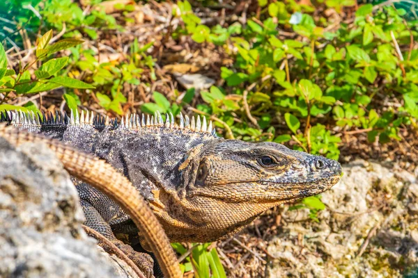 Huge Iguana Gecko Animal Rocks Natural Tropical Jungle Forest Fence — Stock fotografie