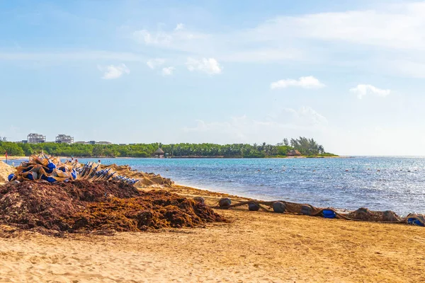 Много Отвратительных Красных Морских Водорослей Саргазо Тропическом Мексиканском Пляже Плайя — стоковое фото