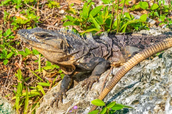 Huge Iguana Gecko Animal Rocks Natural Tropical Jungle Forest Fence — Stock Fotó